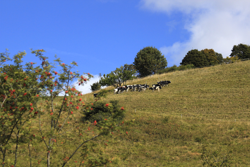 2017-09-04_115854 trentino-suedtirol-2017.jpg - Wanderung hoch ber dem Brentatal